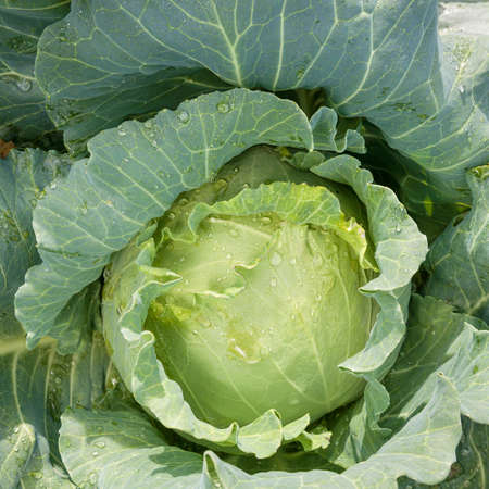 Cabbage with morning water dropsの写真素材