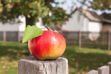 Close up of apple on an old wooden fence in the backyardの写真素材