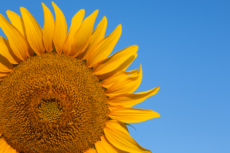 Part of sunflower with copy spaceの写真素材
