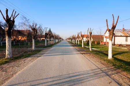 Driving on an empty road through avenue in the villageの写真素材