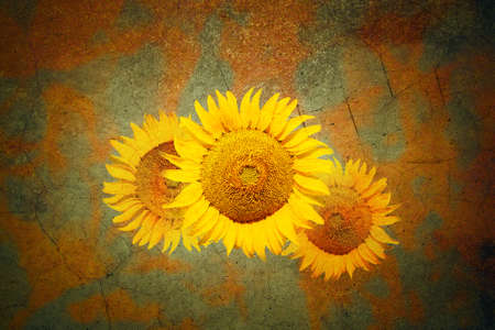 Vintage background with sunflowers in grunge styleの写真素材