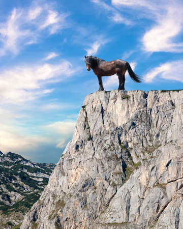 Proud stallion standing on top of a cliff in wildernessの写真素材