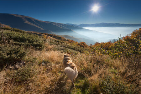 Mountain landscape - Faithful dog watching into the sun at dawn