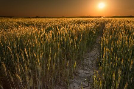 Field of wheat crops in drought seasons opposite the setting sun