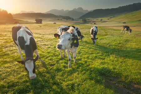 Idyllic summer landscape in the South Tyrol with cows grazing on fresh green mountain pastures.
Alpe di Siusi or Seiser Alm, Dolomites - Italy.の写真素材