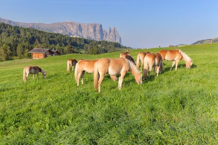 Herd of Haflinger horses grazing on idyllic alpine meadow at sunny morning in the Dolomites, Italy.の写真素材