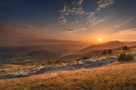 Side view to flock of sheep in back lit on an asphalt mountain road at beautiful sunset.