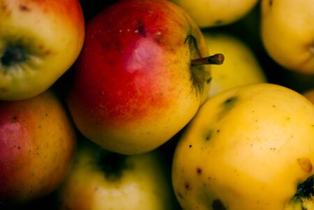 Bundle of wild applesの写真素材