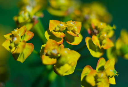 Yellow with red flowers macro shot on green background