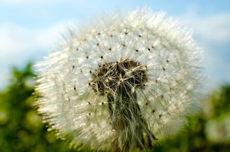 Dandelionの写真素材