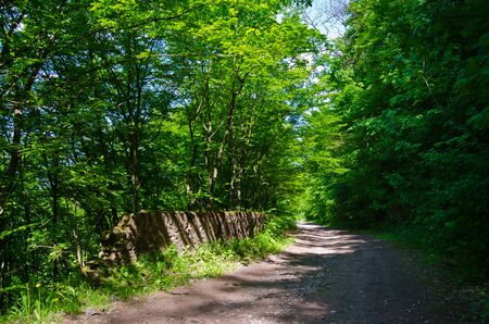 Lonely dirt road in the green forestの写真素材