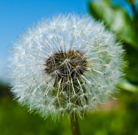 Dandelionの写真素材