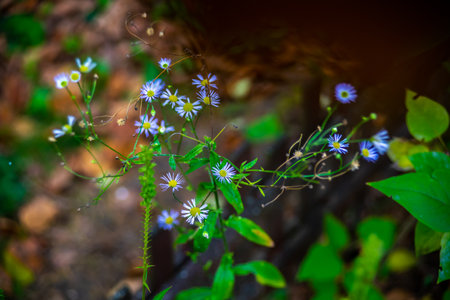 Little blue flowers macroの写真素材