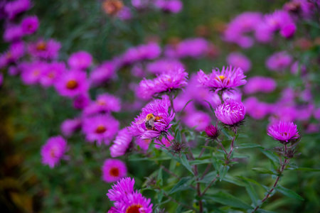Single bee on flying on pink flowersの写真素材