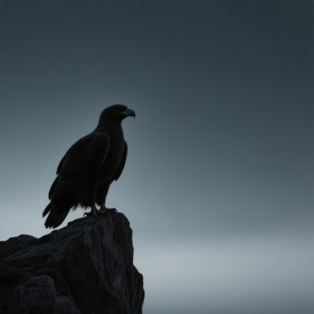 Silhouette of a eagle on a rock against a dark skyの素材