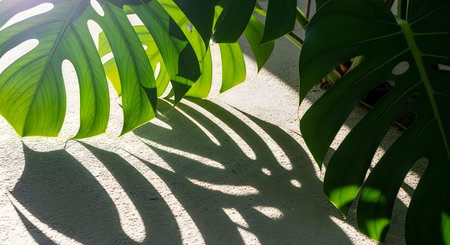 A close-up of a Monstera leaf with sunlight shining through, casting a shadow on a surface
