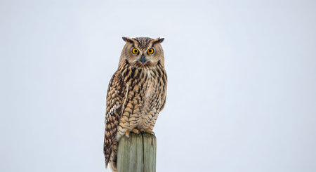 A brown owl with distinctive markings perched on a weathered wooden post looking directly ahead on a...