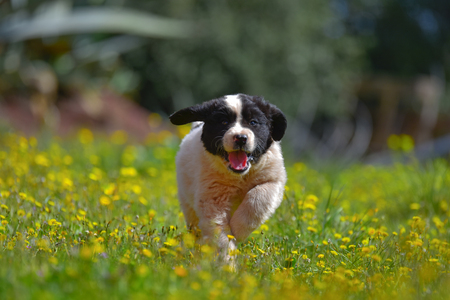 Puppy landseer playing in gardenの写真素材
