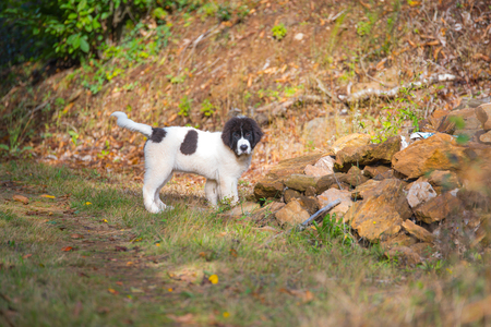 landseer dog puppyの写真素材