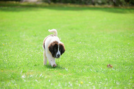 landseer dog puppyの写真素材