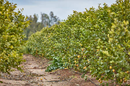 Orange and lemon plantationsの写真素材