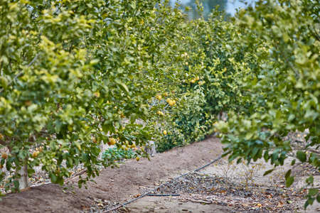 Orange and lemon plantationsの写真素材