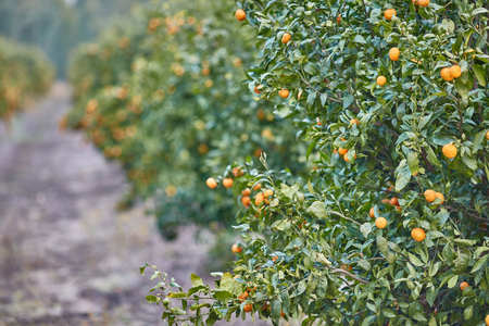 Orange and lemon plantationsの写真素材