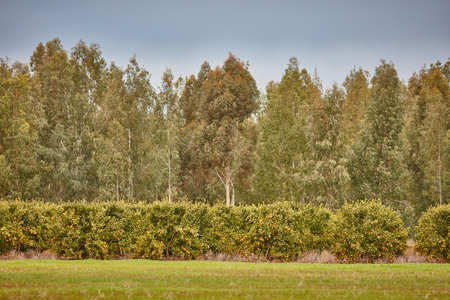 Orange and lemon plantationsの写真素材