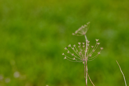 Angelica archangelica dry plant