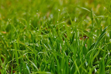 Raindrops on grassの写真素材