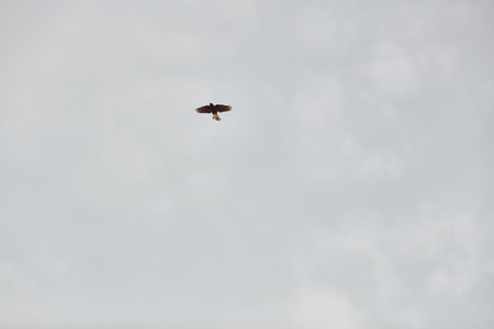 A bird in the Negev desert, Israel