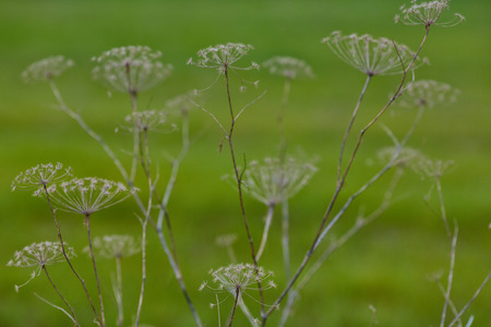 Angelica archangelica dry plant
