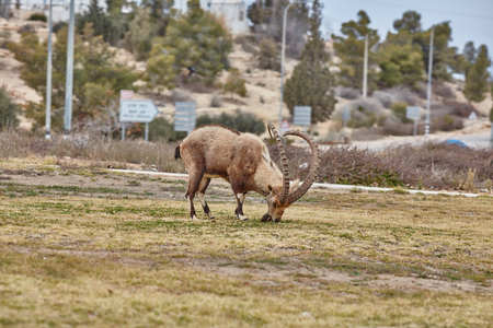 Ibex at the Mitzpe Ramon desert in the negev, Israelの写真素材
