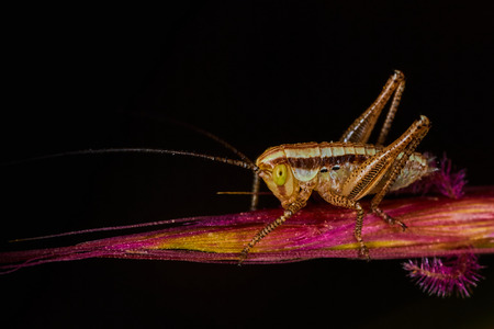 Young Isophya bush cricket on a wheet plantの写真素材