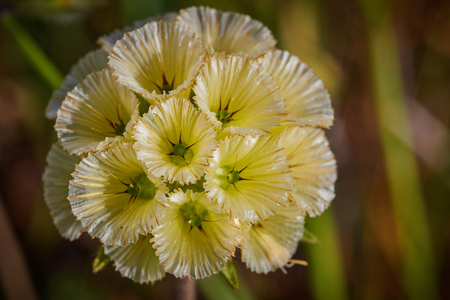 Scabiosa prolifera blossom plant macro spring timeの写真素材