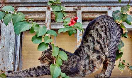 Stretching cat outside with a green plantの写真素材