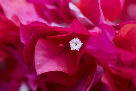 Bougainvillea glabra pink flower macro close upの写真素材
