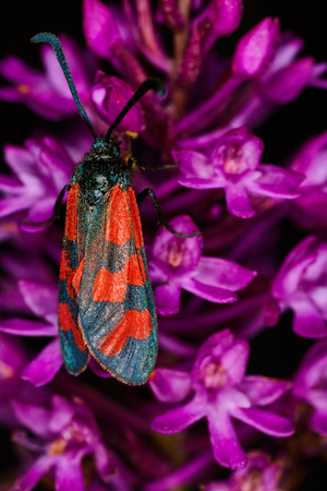 Zygaenidae insect on a flower macro photoの素材 [FY31078231583]