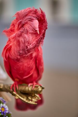 Multicolored pigeons, one is differentの写真素材