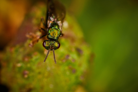 little green fly sitting on a flower