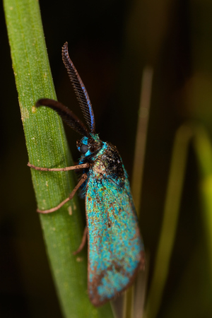 Zygaenidae insect on a flower macro photoの写真素材
