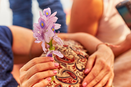 Female hand holds violet foler Eichornia crassipesの写真素材