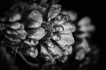 Dry plant dramatic macro close up view with raindropsの写真素材