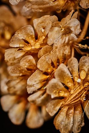 Dry plant dramatic macro close up view with raindropsの写真素材