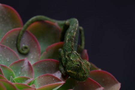 Chamelion on a succulent with raindrops on it, black backdrop studio photoの写真素材
