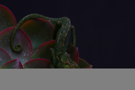 Chamelion on a succulent with raindrops on it, black backdrop studio photo の写真素材