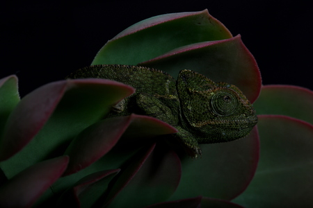 Chamelion on a succulent with raindrops on it, black backdrop studio photo の写真素材