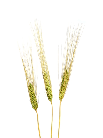Three Wheat Grain Stalks on a White Backgroundの写真素材