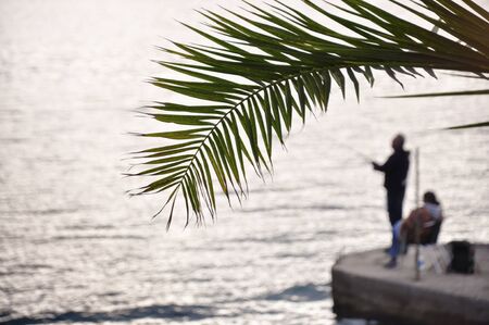 Palm leafの写真素材