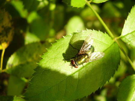 Everything is green around the place.の写真素材
